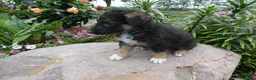 German Shepherd dogs for sale: German Shepherd Braxton 4 - Ad 2