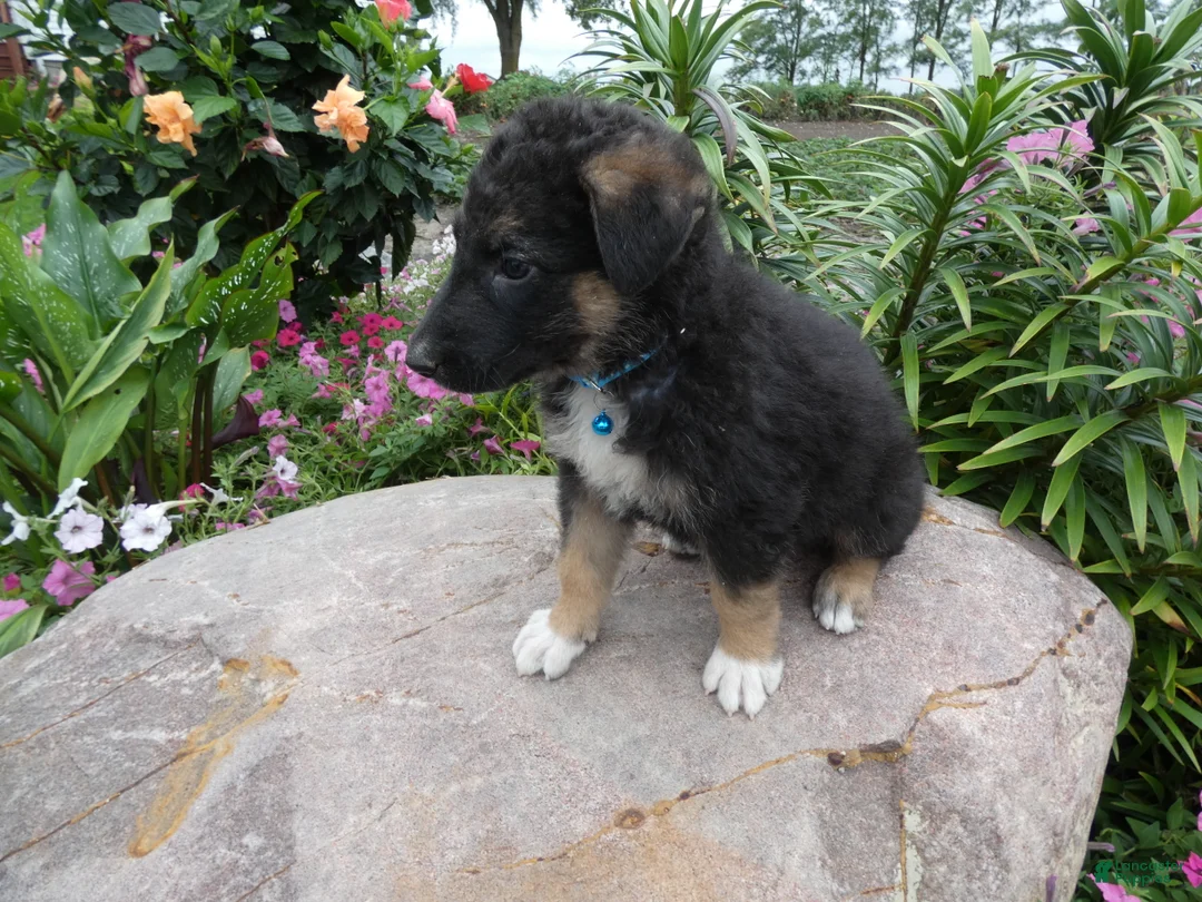 German Shepherd dogs for sale: German Shepherd Braxton 4 - Ad 2