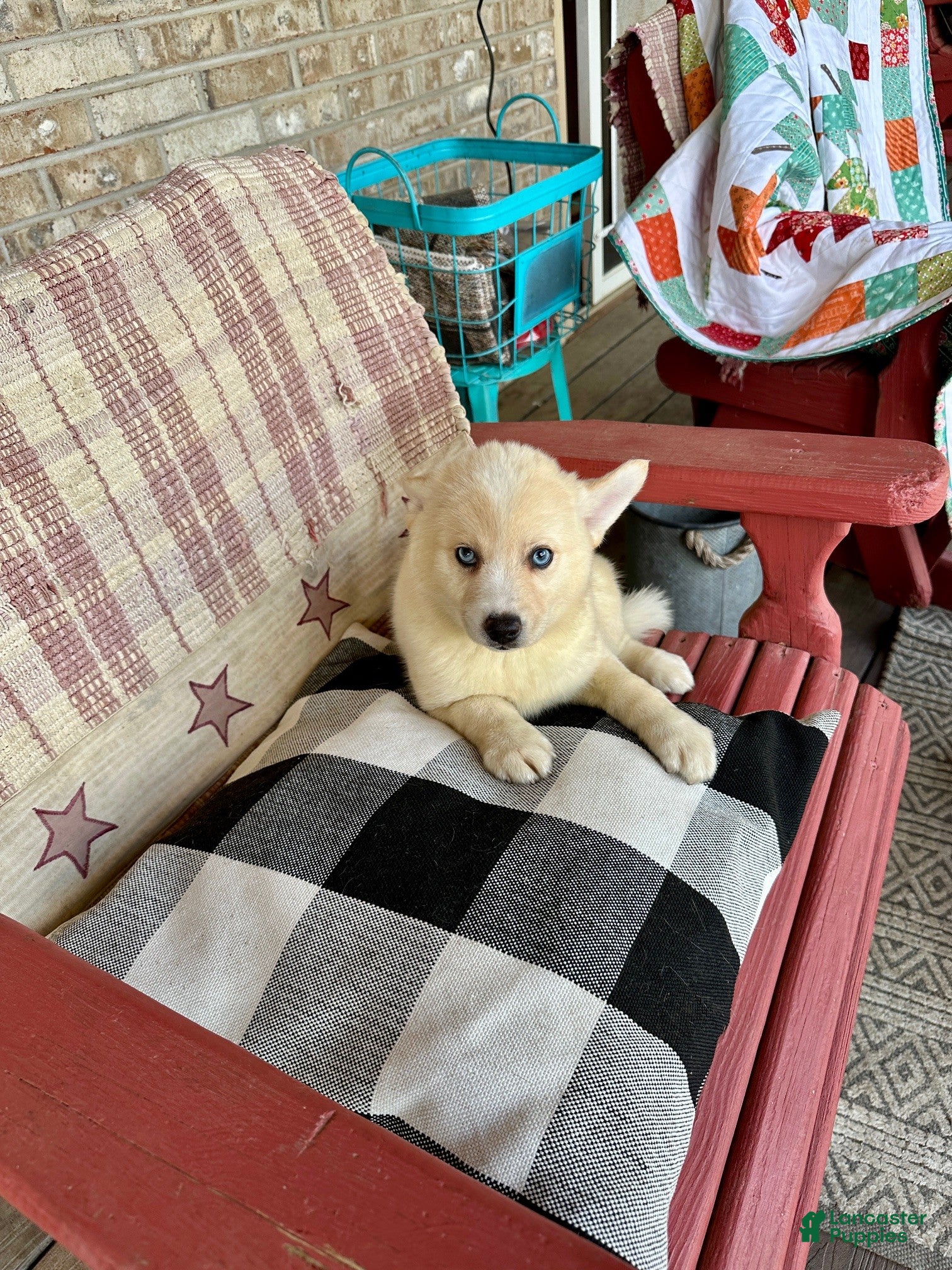 Colt