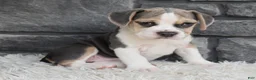 Beabull dogs for sale: Tessa  - Ad 7