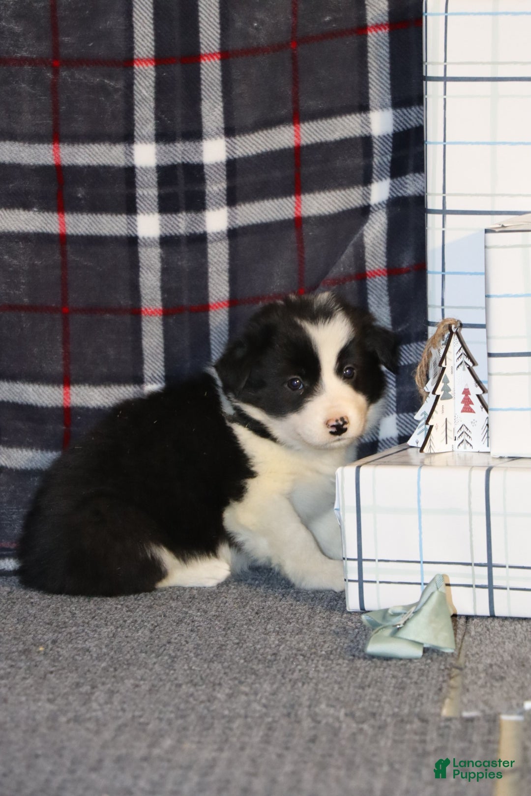Border Collie dogs for sale: Frosty - Ad 5