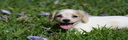Miniature Dachshund dogs for sale: Violet - Ad 3