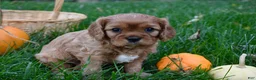 Cavalier King Charles Spaniel dogs for sale: Vincent - Ad 5