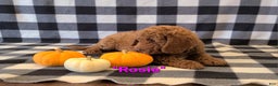 Cockapoo dogs for sale: Rosie - Ad 6