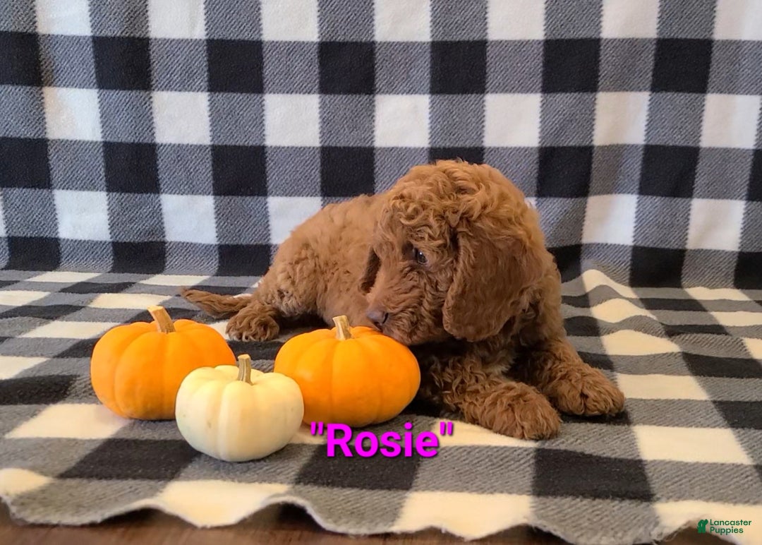 Cockapoo dogs for sale: Rosie - Ad 6