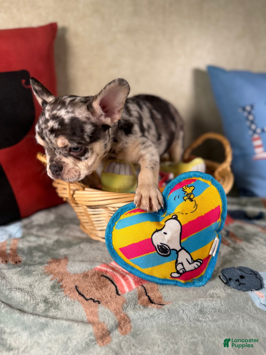 French Bulldog dogs for sale: French Bulldog Puppy 3 - Ad 2