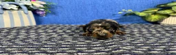 Miniature Dachshund dogs for sale: Miniature Dachshund 2 - Ad 2
