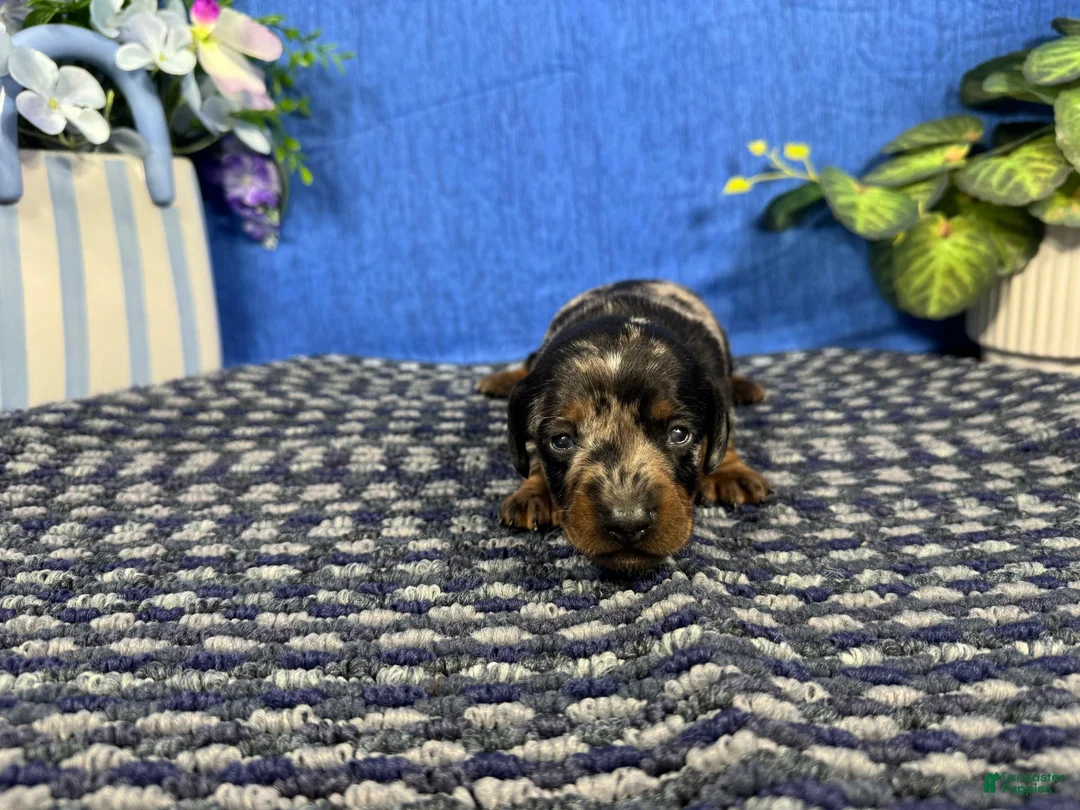 Miniature Dachshund dogs for sale: Miniature Dachshund 2 - Ad 2