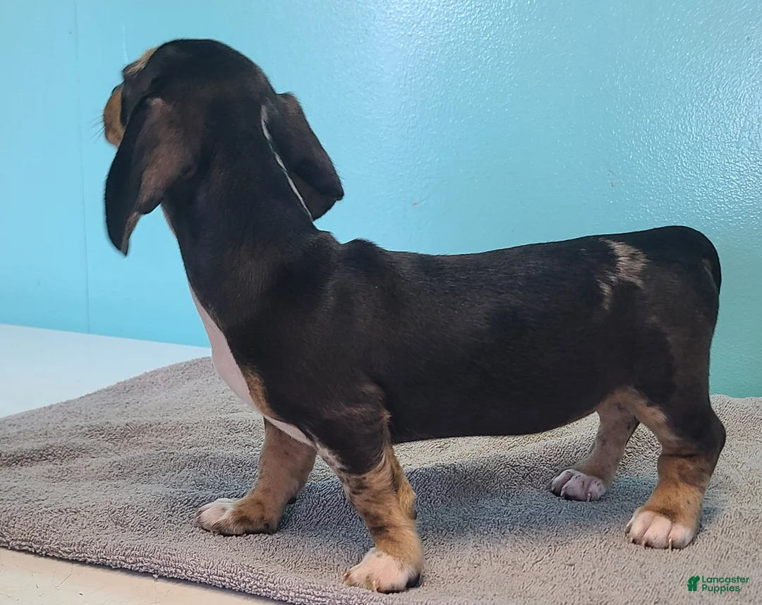 Miniature Dachshund dogs for sale: Flora - Ad 4