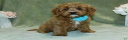 Cavapoo dogs for sale: Beau - Ad 7