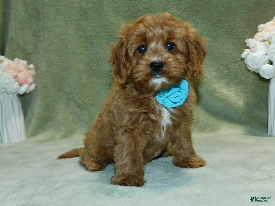 Cavapoo dogs for sale: Beau - Ad 7