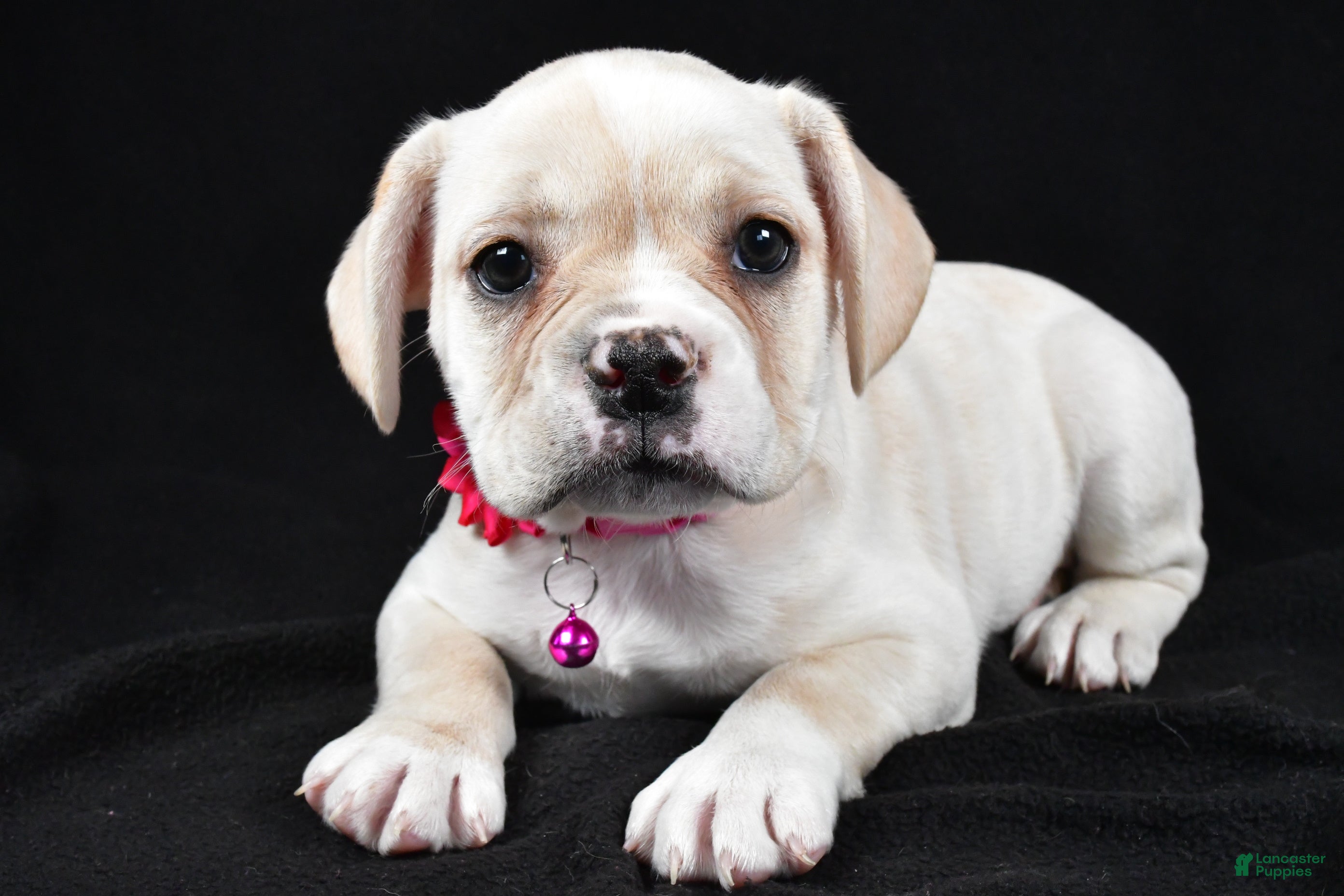 Mixed Breed dogs Dolly - Ad 21