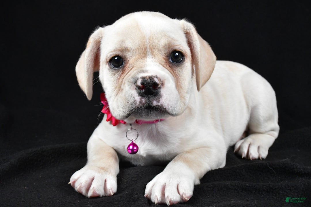 Mixed Breed dogs for sale: Dolly - Ad 1