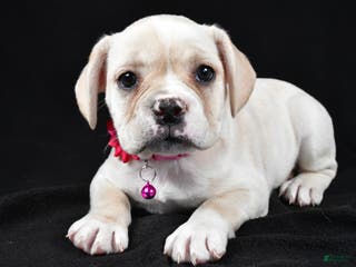 Mixed Breed dogs for sale: Dolly - Ad 3