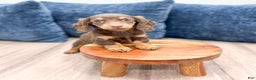 Miniature Dachshund dogs for sale: Cupcake - Ad 2