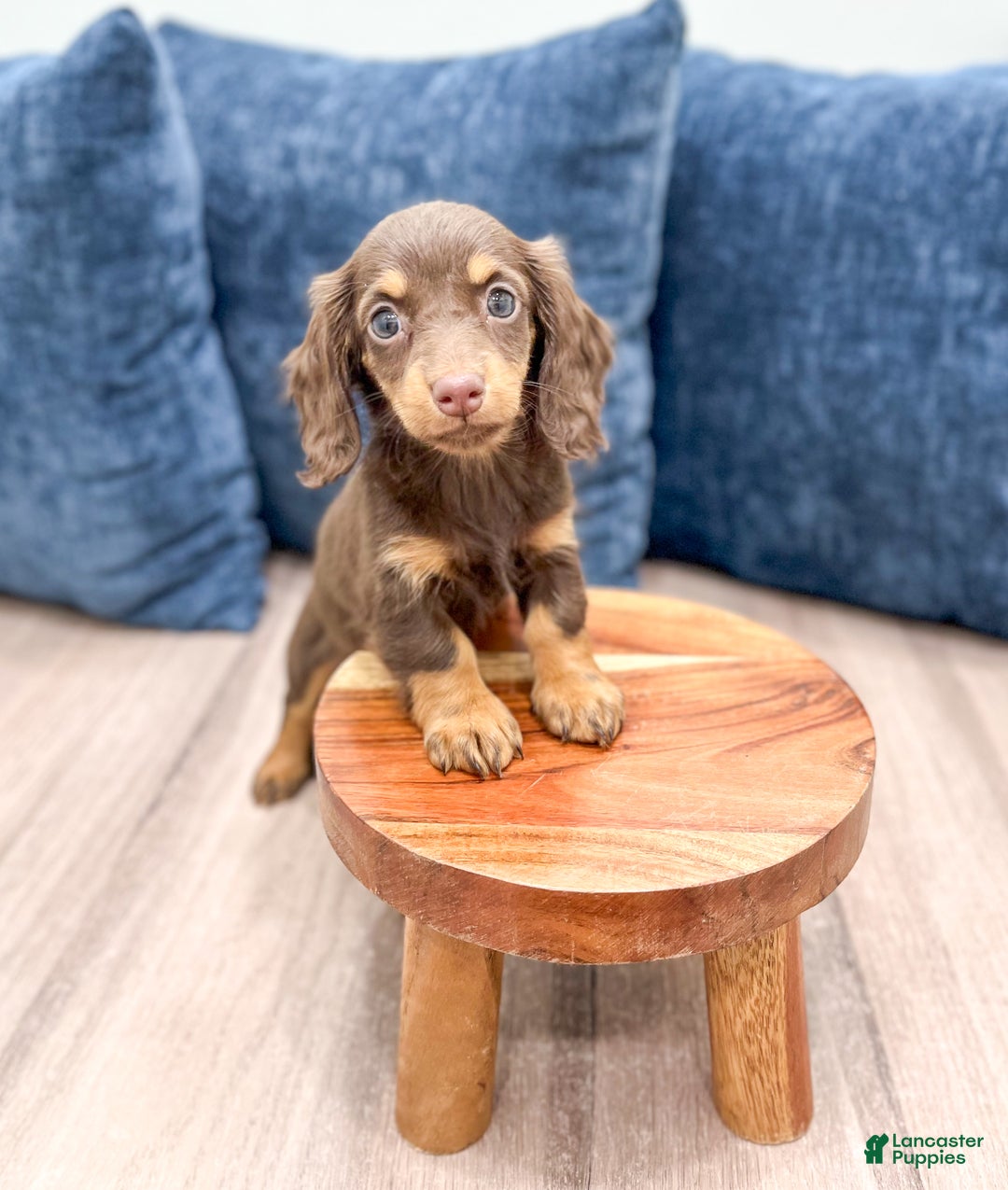 Miniature Dachshund dogs for sale: Cupcake - Ad 2