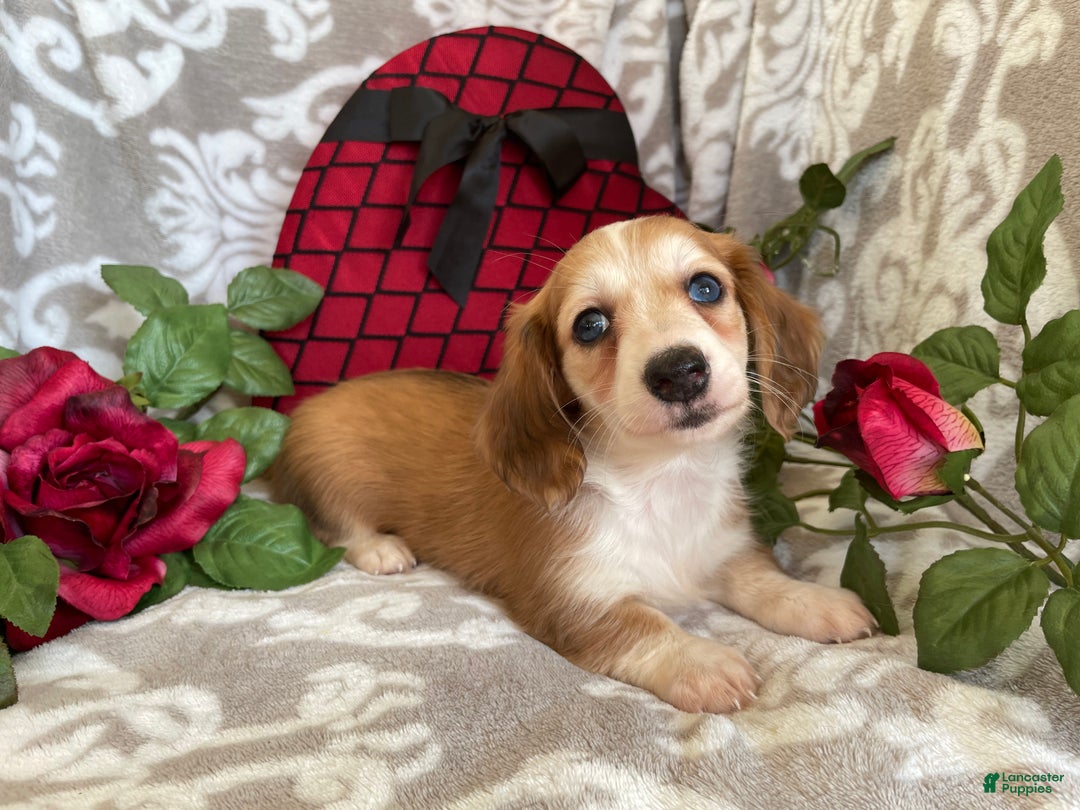 Miniature Dachshund dogs for sale: Brynn - Ad 5