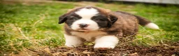 Saint Bernard dogs for sale: Winston - Ad 3