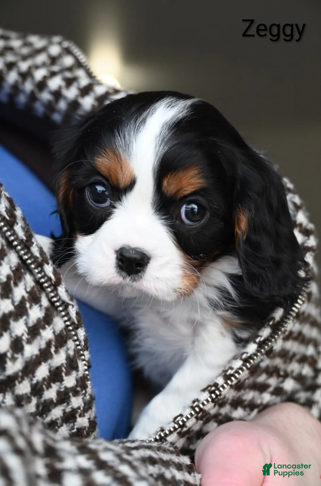 Cavalier King Charles Spaniel dogs for sale: Zeggy - Ad 4