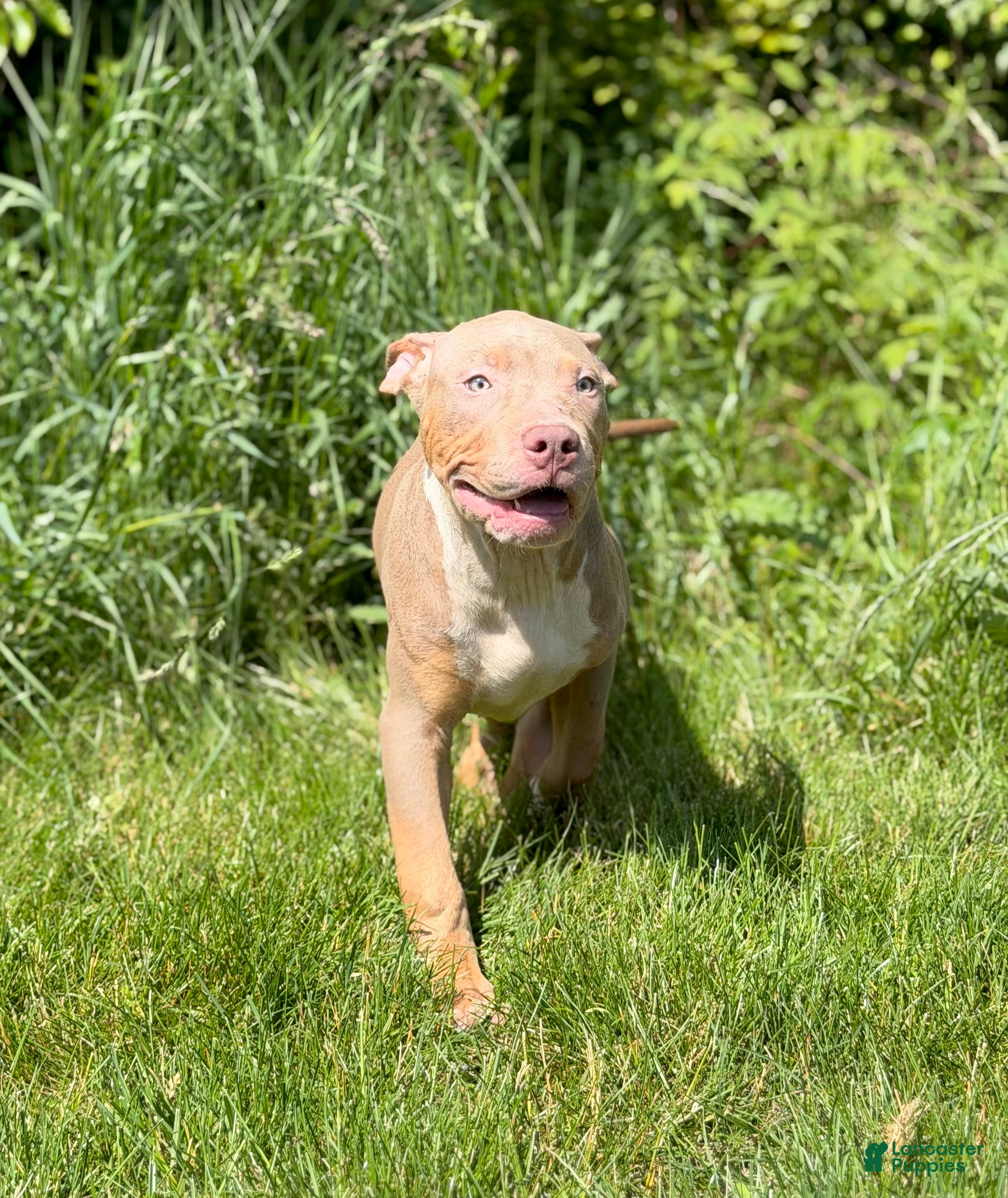 American Bully dogs American Bully Puppy 5 - Ad 27