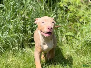 American Bully dogs American Bully Puppy 5 - Ad 27