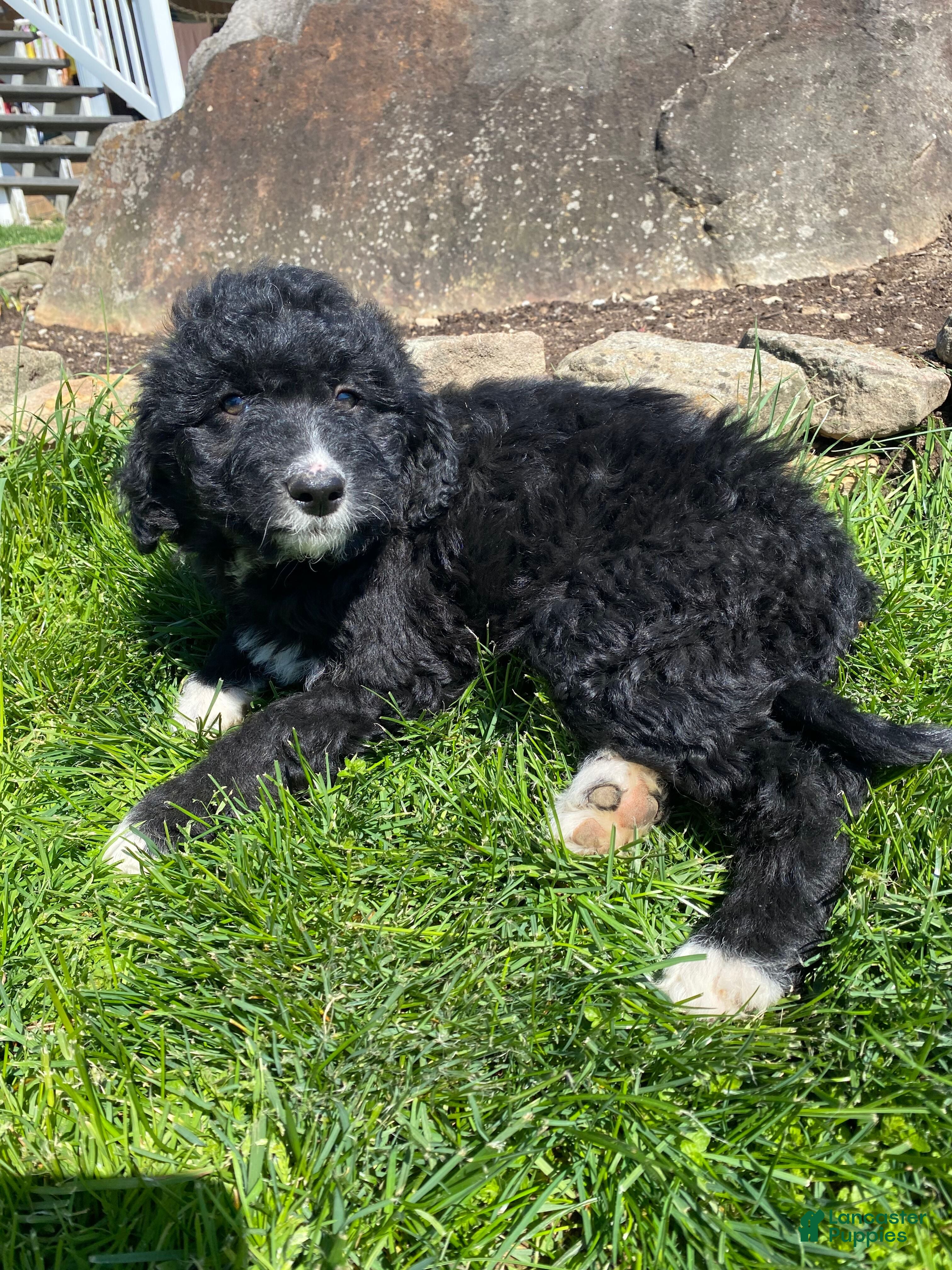 Aussiedoodle dogs Ebony - Ad 2