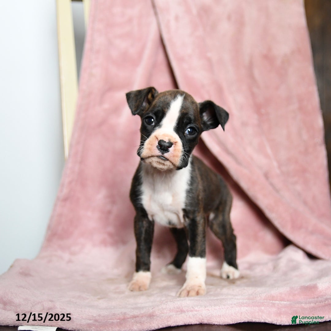 Boxer dogs for sale: Lassie - Ad 1