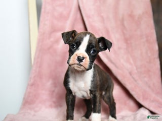 Boxer dogs Lassie - Ad 1