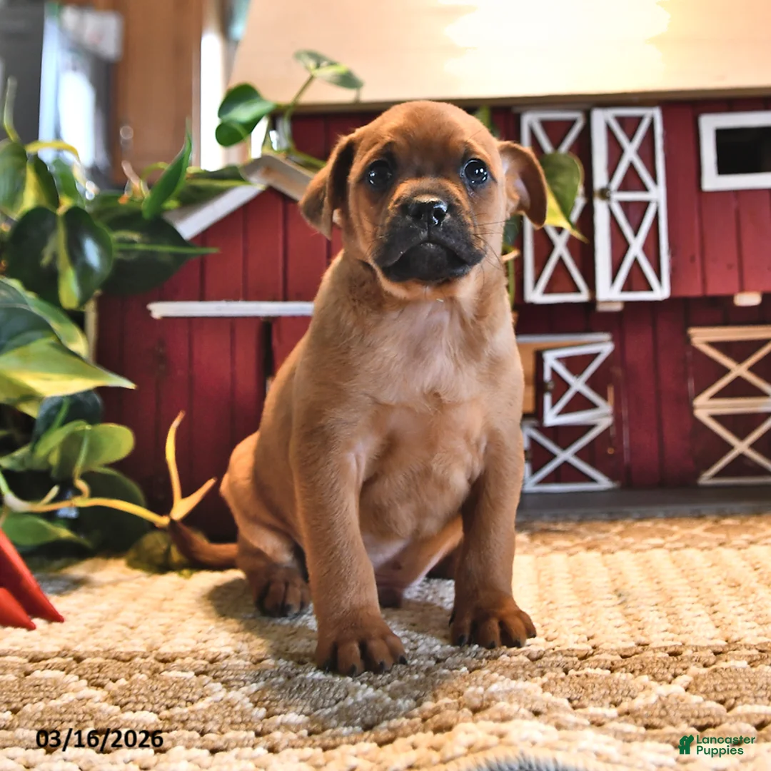 Mixed Breed dogs for sale: Oreo - Ad 1