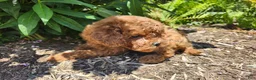 Miniature Poodle dogs for sale: Teddy - Ad 5