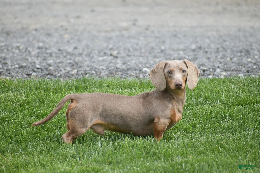 Dorkie dogs for sale: Lilly - Ad 7