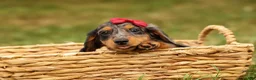 Miniature Dachshund dogs for sale: BAILEY - Ad 11