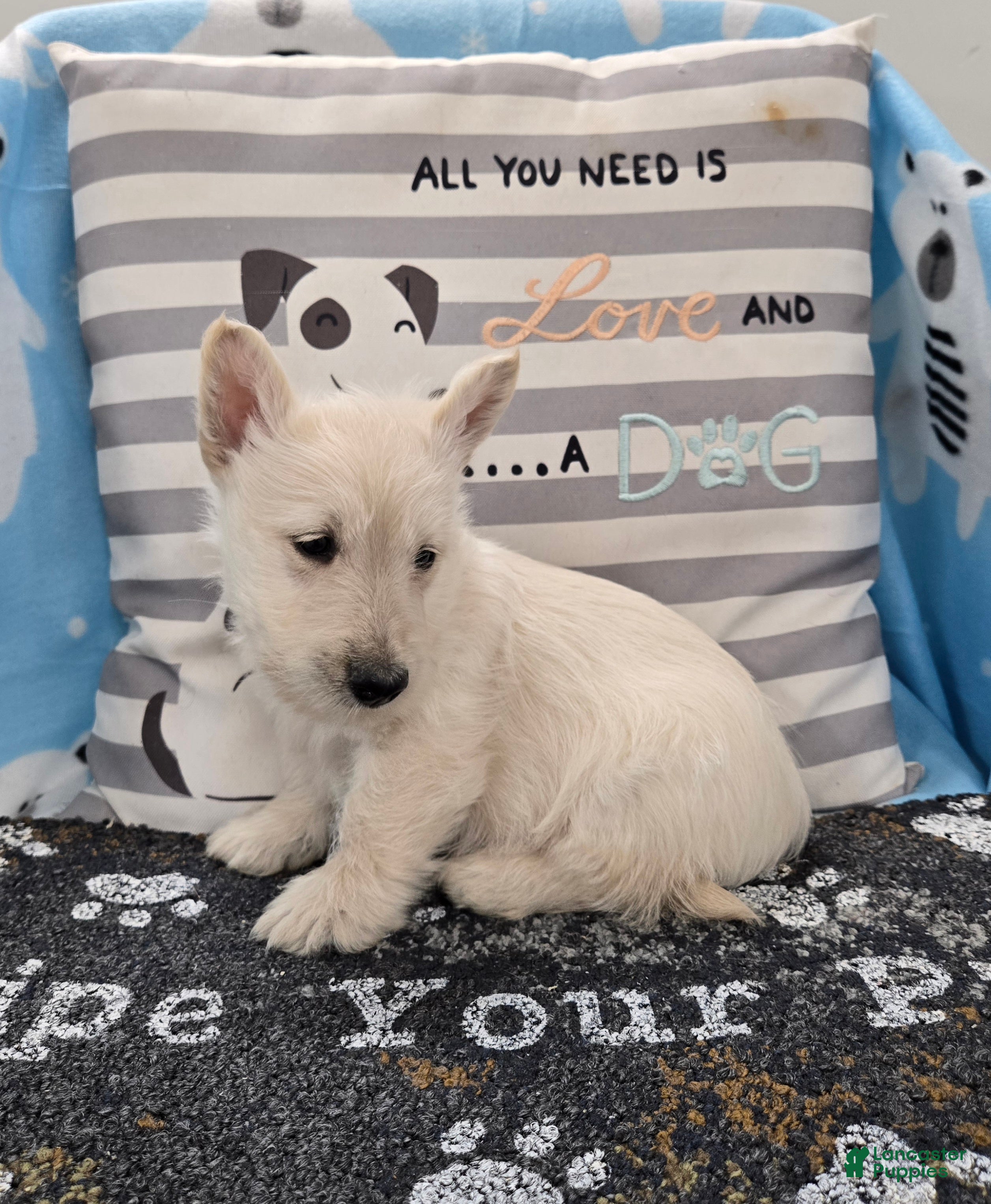 Scottish Terrier dogs Vincent - Ad 2