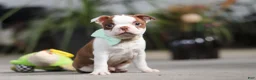 Boston Terrier dogs for sale: Shawn - Ad 4