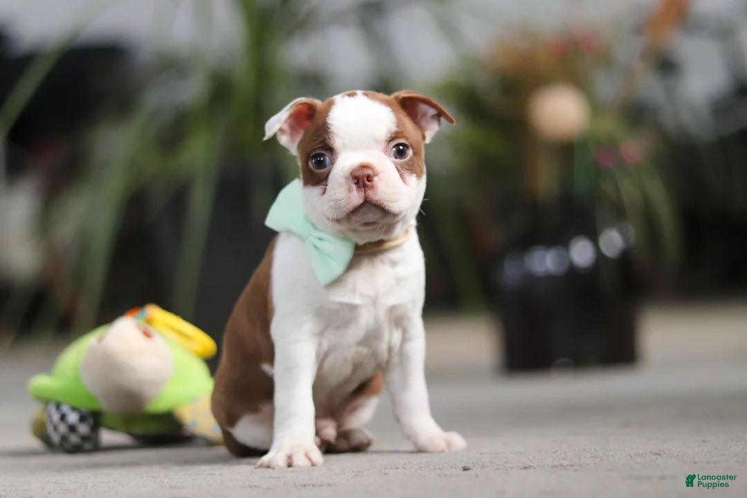 Boston Terrier dogs for sale: Shawn - Ad 4