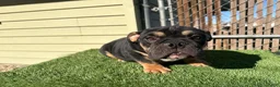 English Bulldog dogs for sale: KINGSTON – Black Tan Tri LOVERBOY in LA, CA. USA Delivery Available! - Ad 13