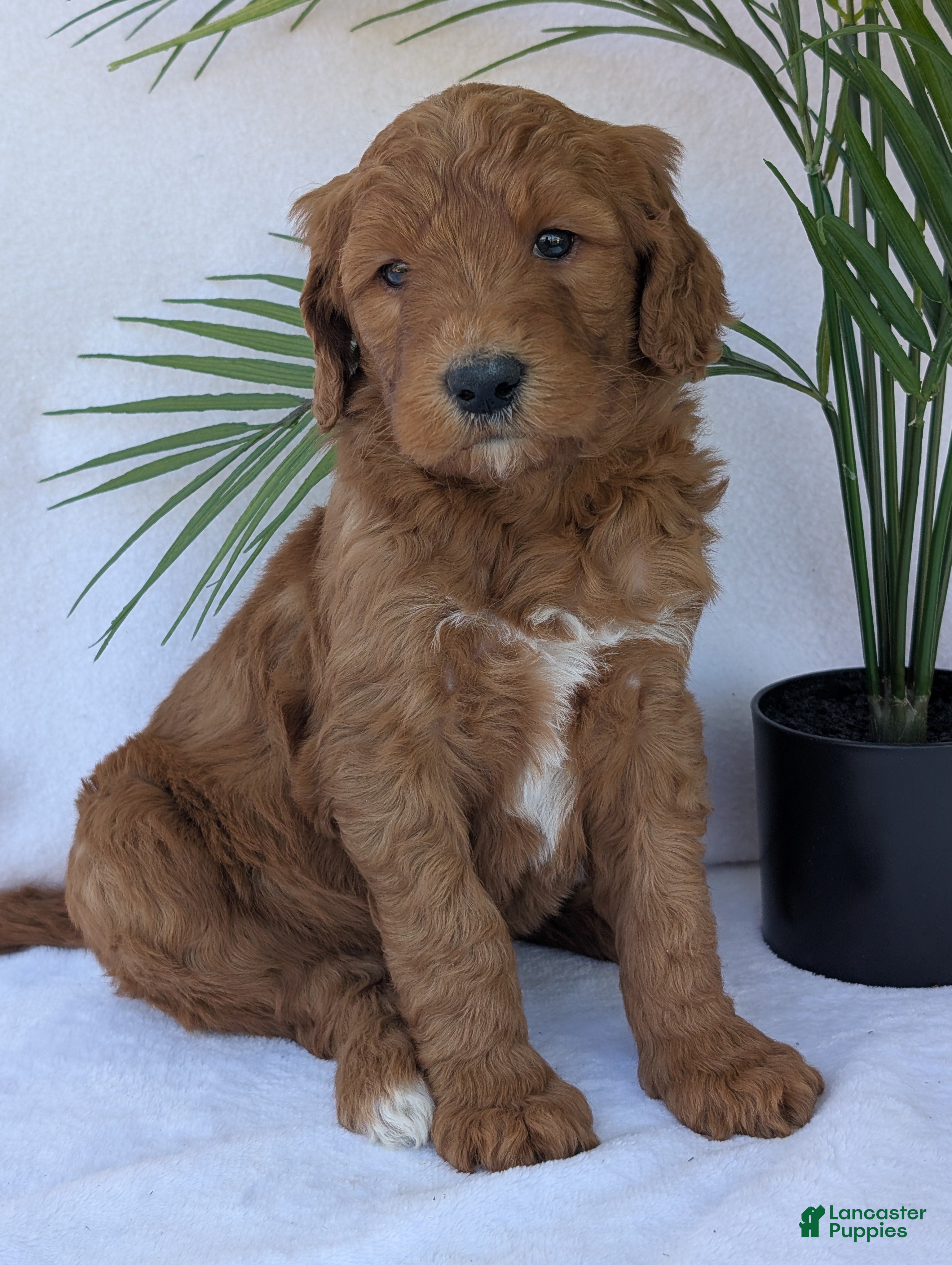 Goldendoodle dogs Bella - Ad 2