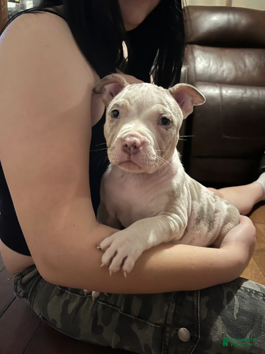American Bully dogs for sale: American Bully 2 - Ad 1