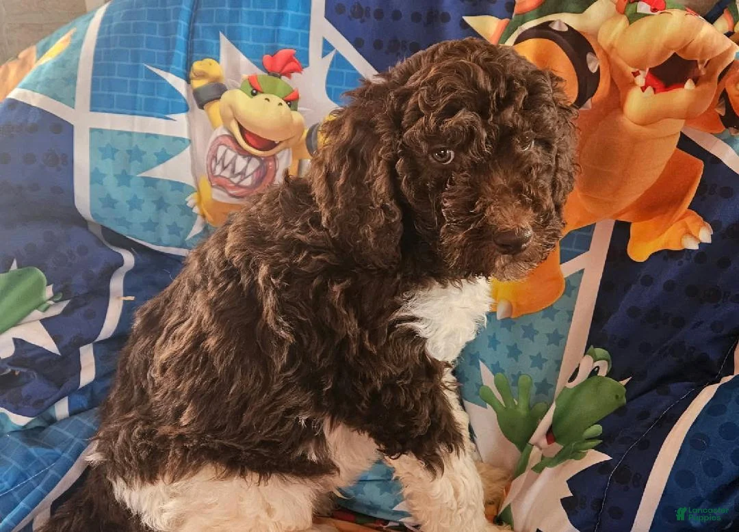 Double Doodle dogs for sale: Jack - Ad 1