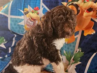 Double Doodle dogs Jack - Ad 1