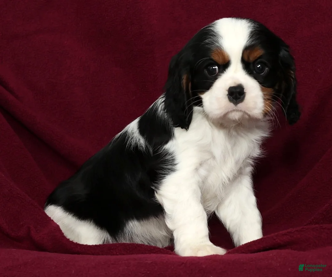 Cavalier King Charles Spaniel dogs for sale: Ranger - Ad 9