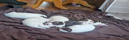 Mixed Breed dogs for sale: Thumper - Ad 3