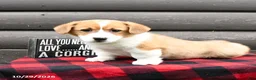 Welsh Corgi Pembroke dogs for sale: Mister - Ad 3