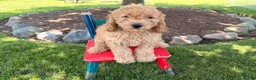 Cockapoo dogs for sale: Muddy  - Ad 3