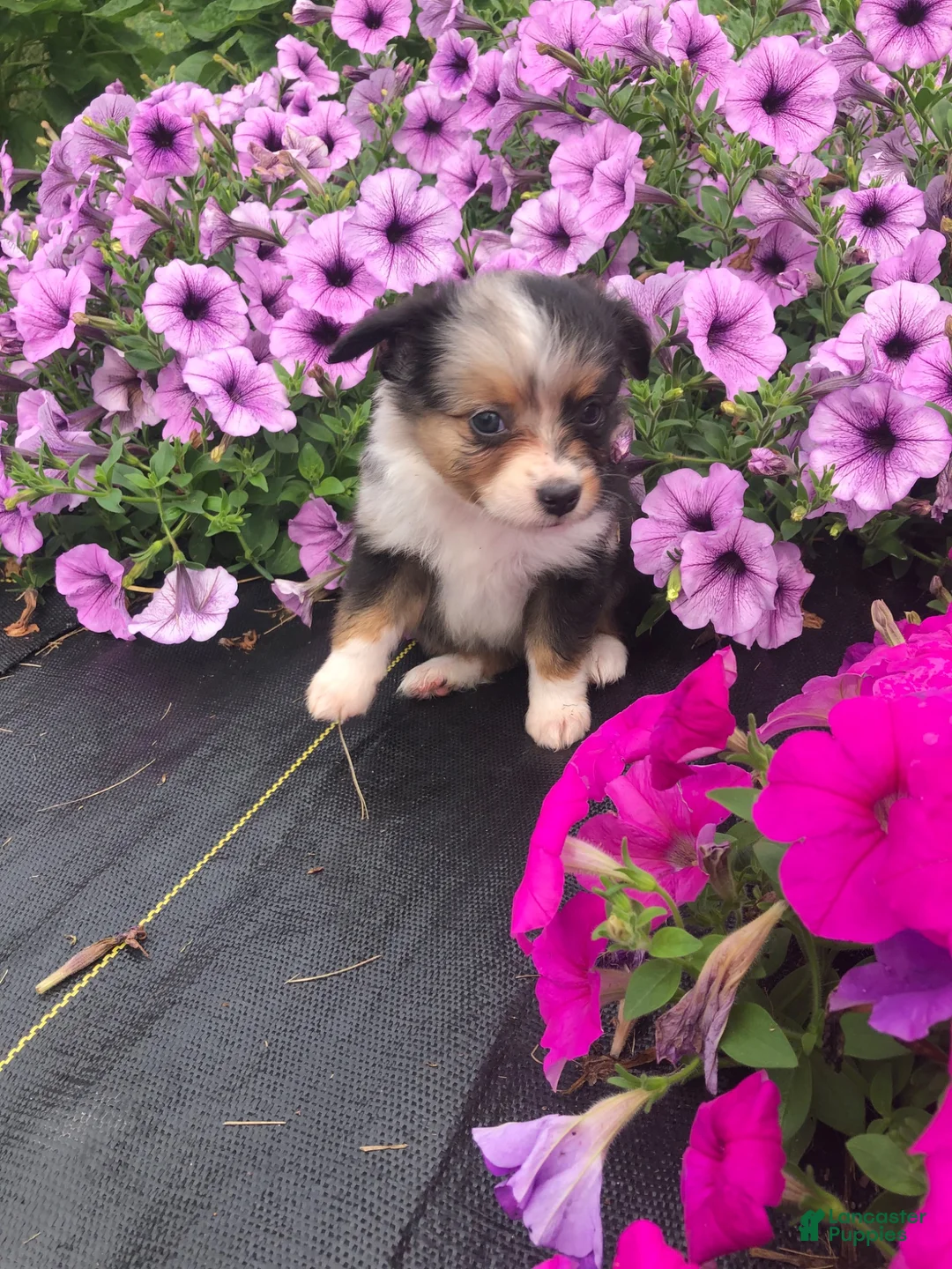 Toy Australian Shepherd dogs for sale: Alaska - Ad 1