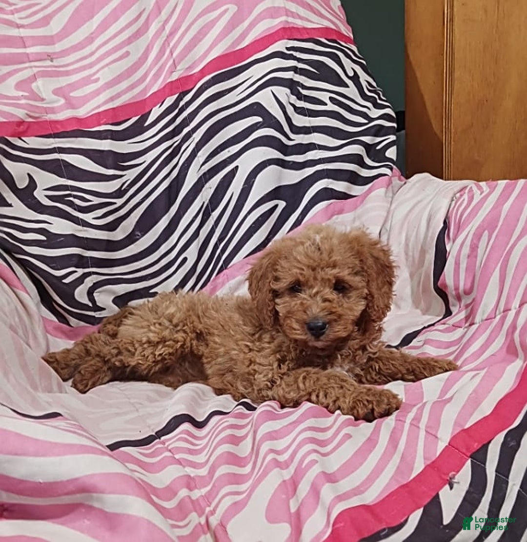 Gallery Image {{count}}