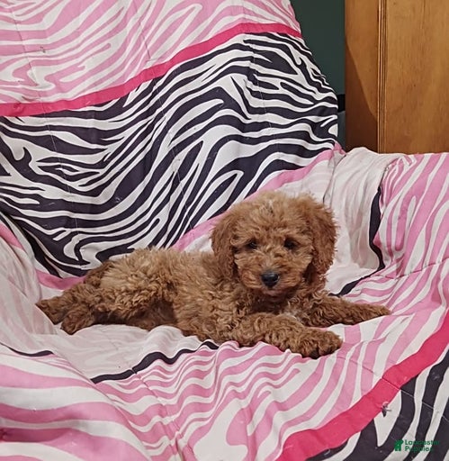 Gallery Image {{count}}