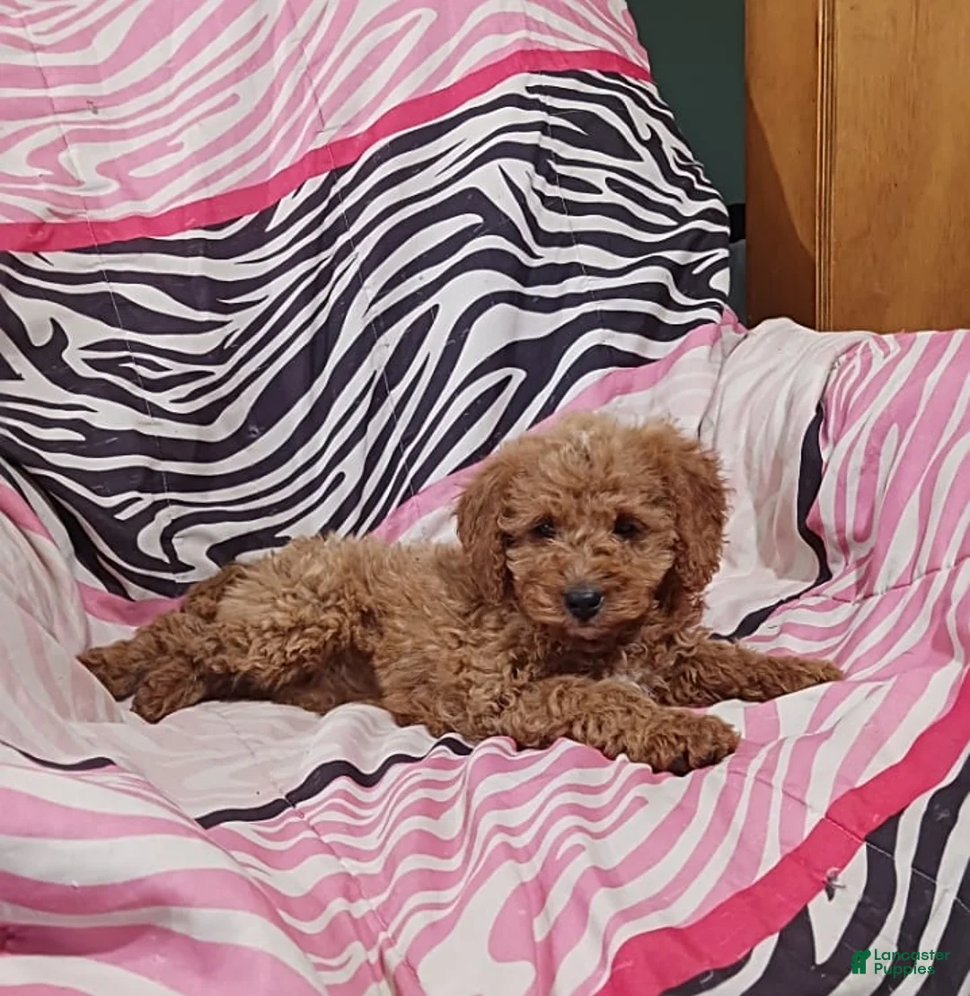 Gallery Image {{count}}