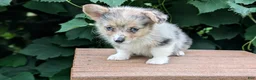 Welsh Corgi Pembroke dogs for sale: Jill - Ad 7