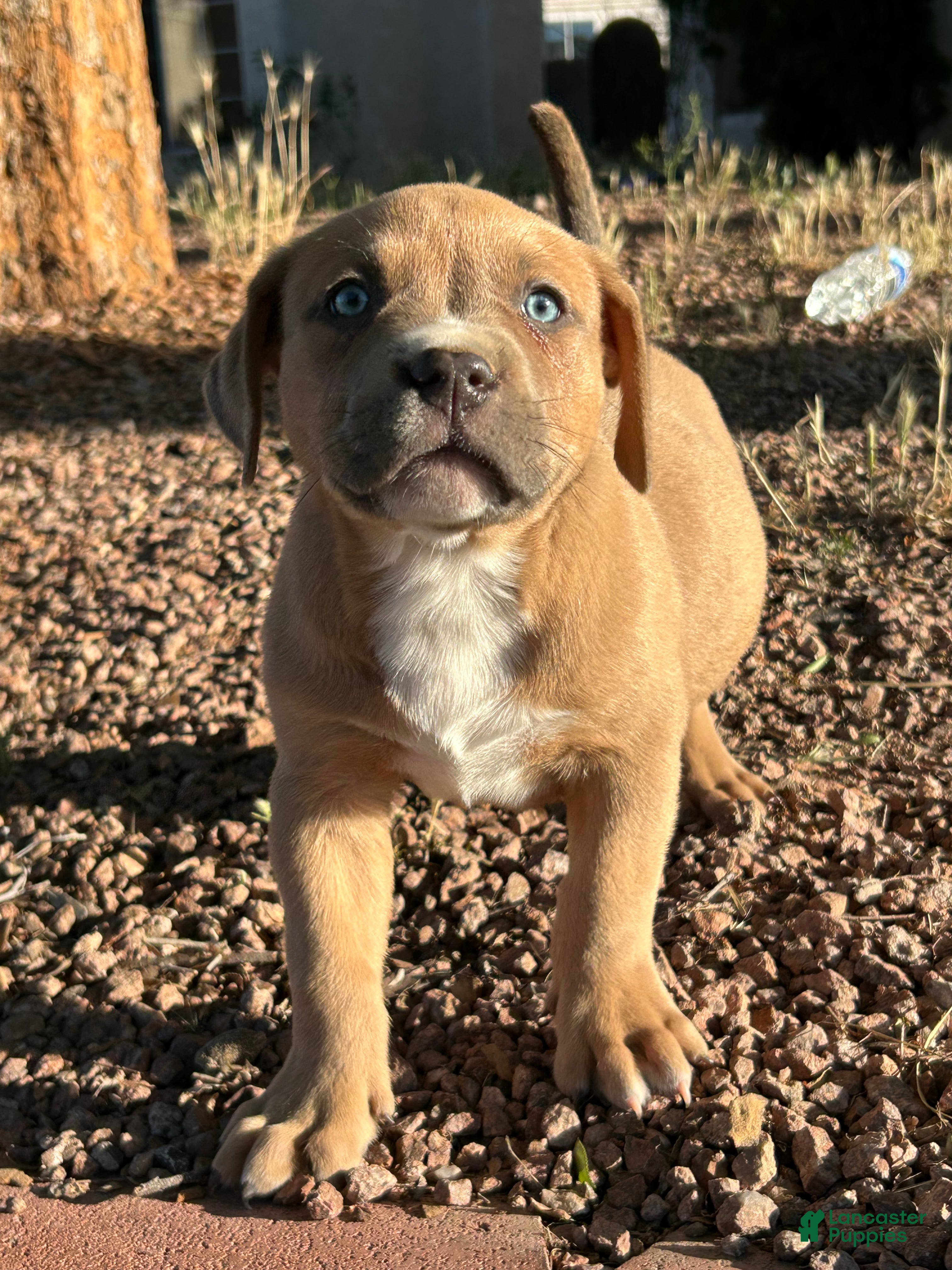 American Bully dogs American Bully Puppy 2 - Ad 4